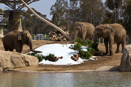 San Diego Zoo, Ice Age