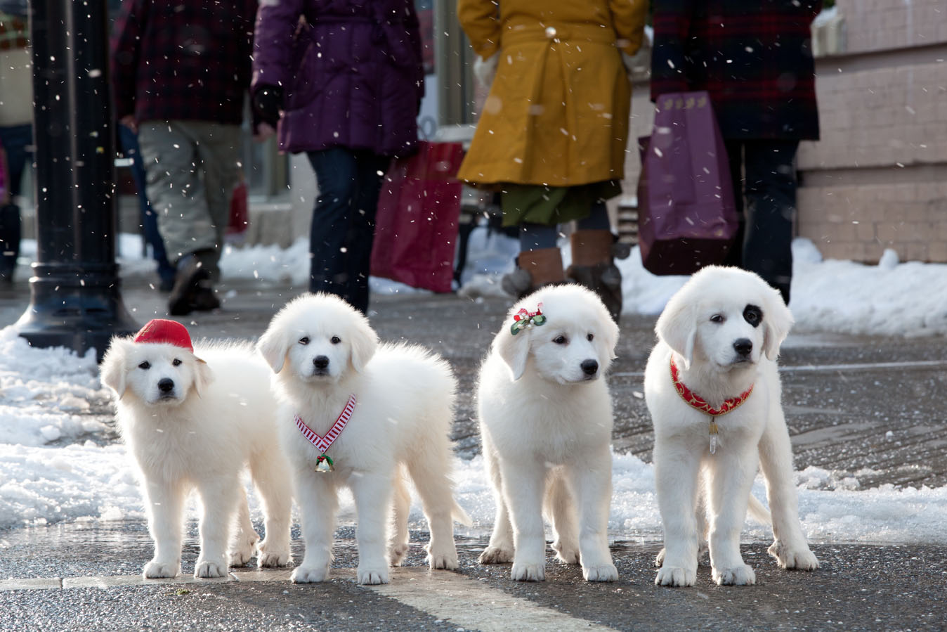 Santa Paws 2